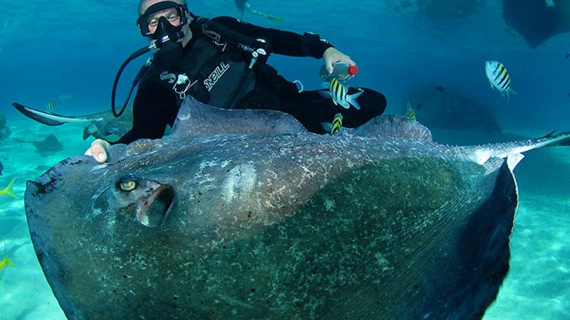 Penyelaman Scuba di Pulau Cayman Karibia